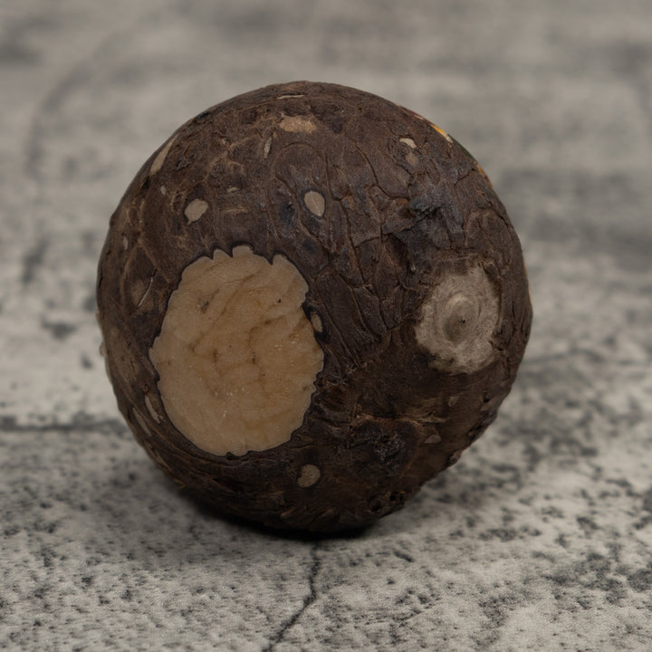 Poison Dart Frog Tagua Carving