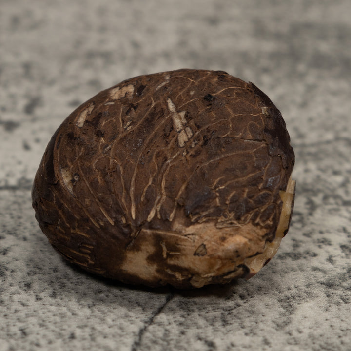 Sea Turtle Tagua Carving