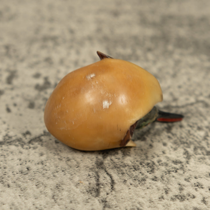Vintage Seed Eater Bird Emerging From Egg Tagua Carving