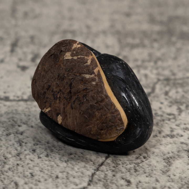 Black Howler Monkey Tagua Carving
