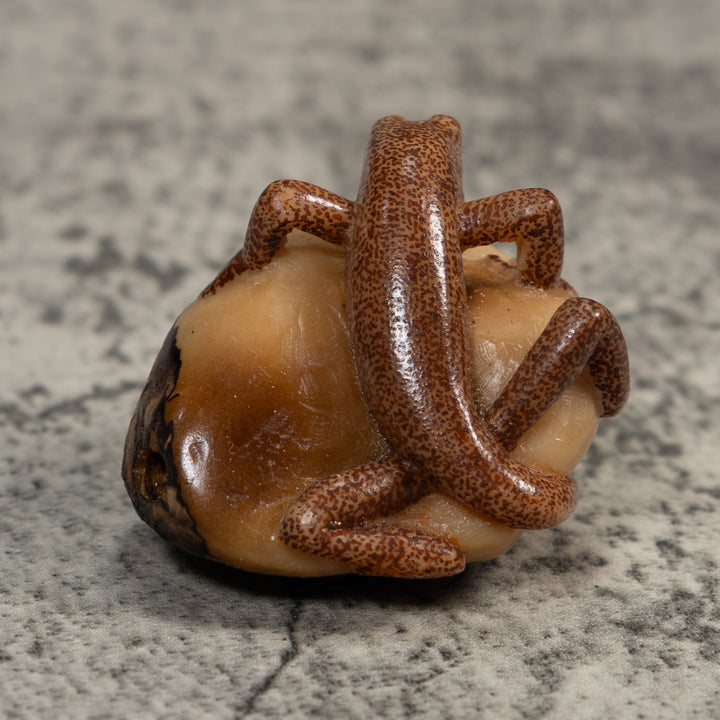 Brown Gecko Lizard Tagua Carving