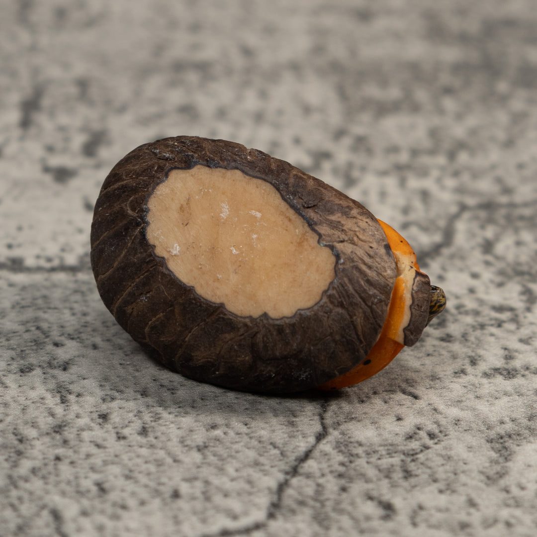 Brown Neque Agouti Eating Lunch Tagua Carving