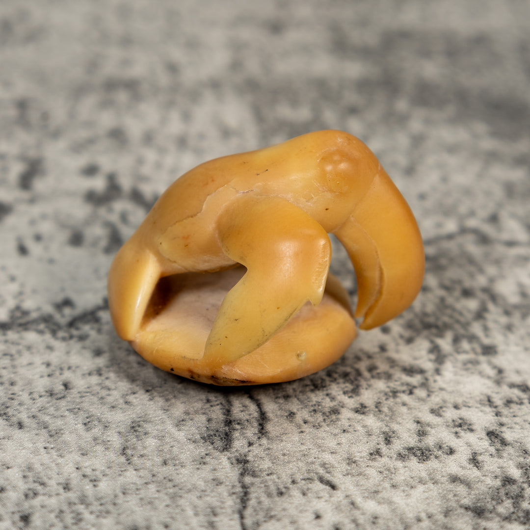 Vintage Natural White Toucan Parrot Bird Tagua Carving