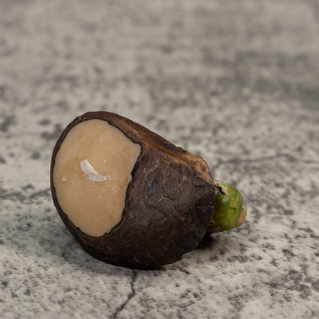 Neque Agouti Tagua Carving