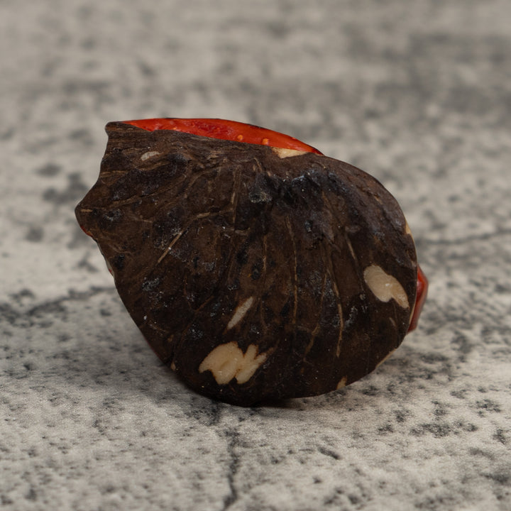 Vintage Red And Black Poison Dart Frog Tagua Carving