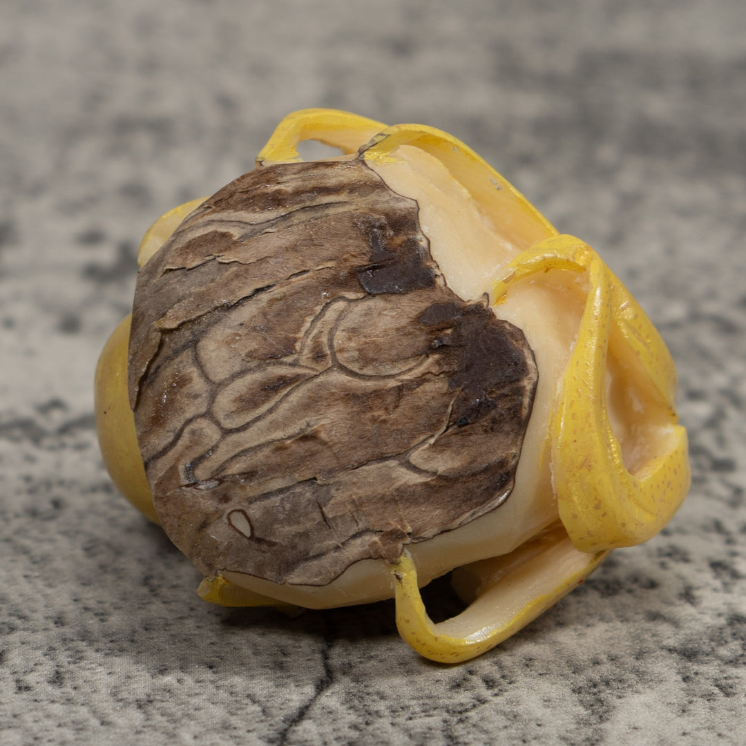 Octopus Squid Tagua Carving