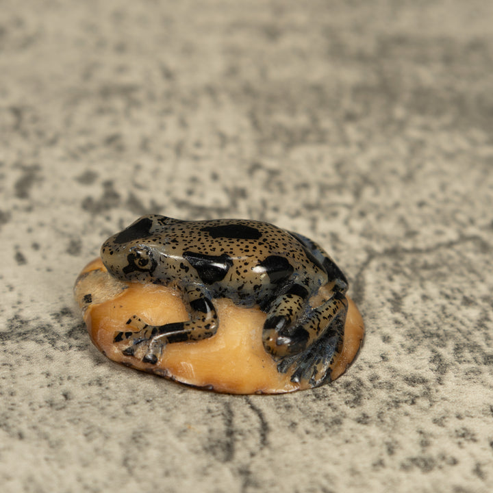 Translucent And Black Poison Dart Frog Tagua Carving