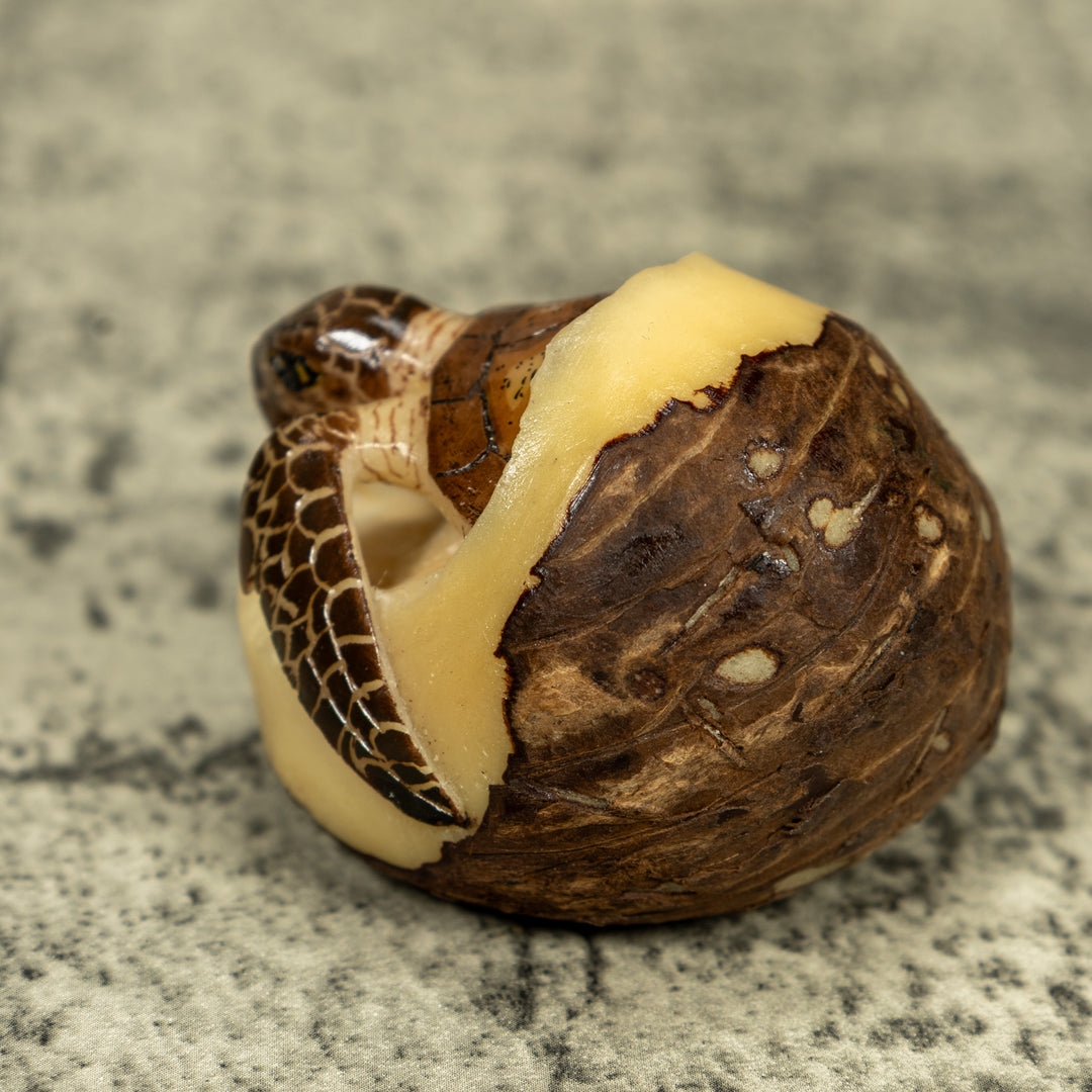 Sea Turtle Emerging From Egg Tagua Carving