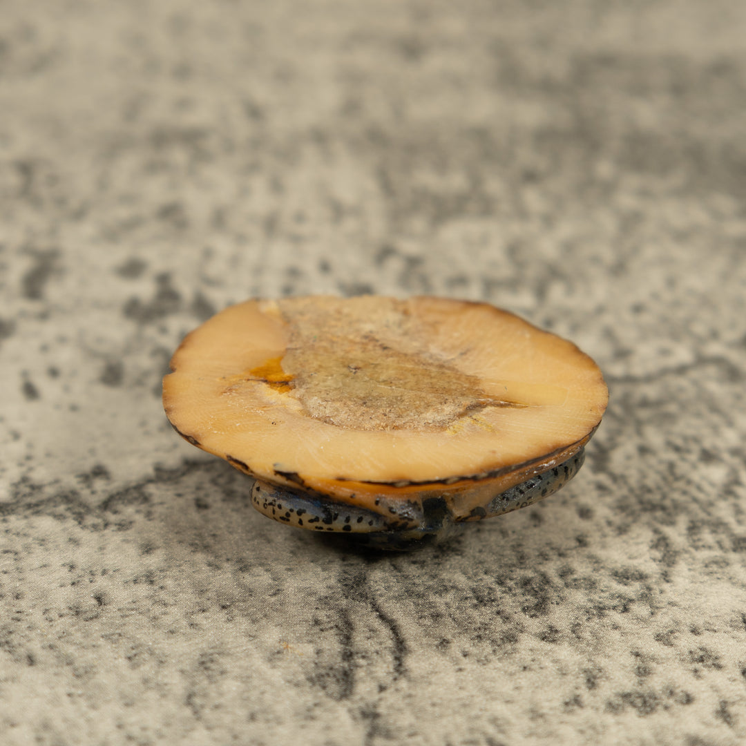 Translucent And Black Poison Dart Frog Tagua Carving