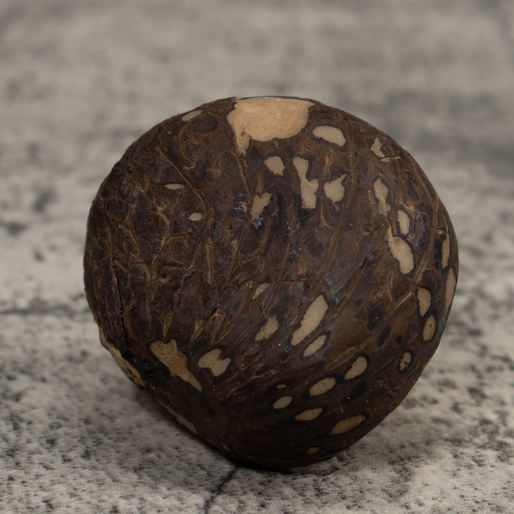 Vintage Natural White FrogTagua Carving