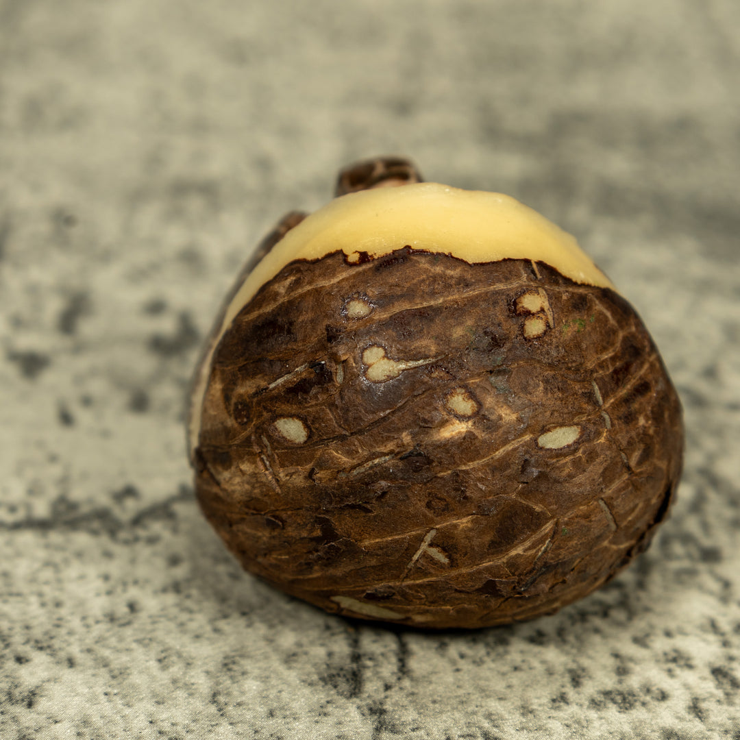 Sea Turtle Emerging From Egg Tagua Carving