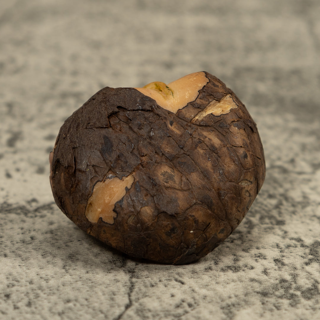 Red Stripped gecko Tagua Carving