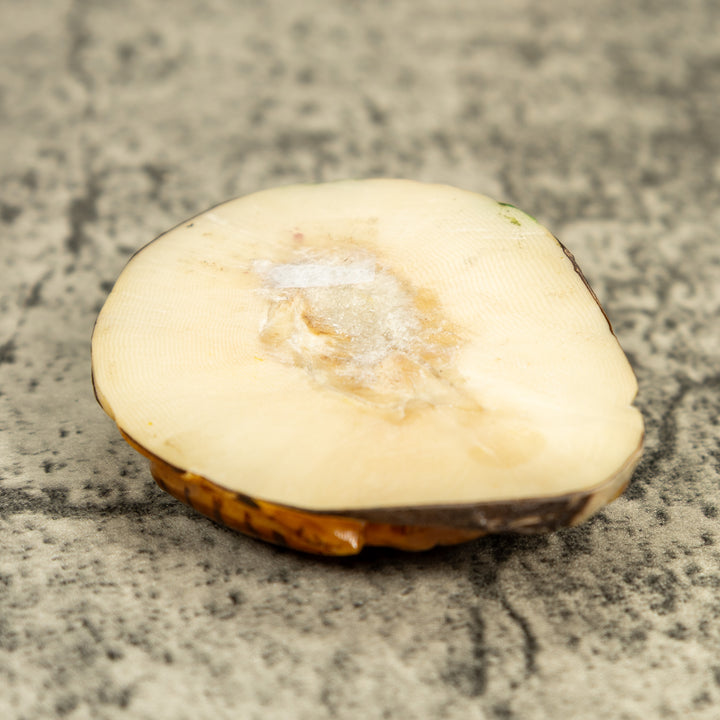 Brown And Black Poison Dart Frog Tagua Carving