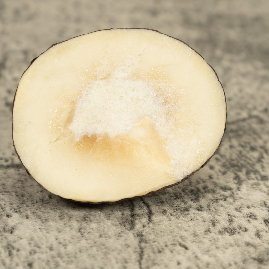 Red And Blue Poison Dart Frog Tagua Carving