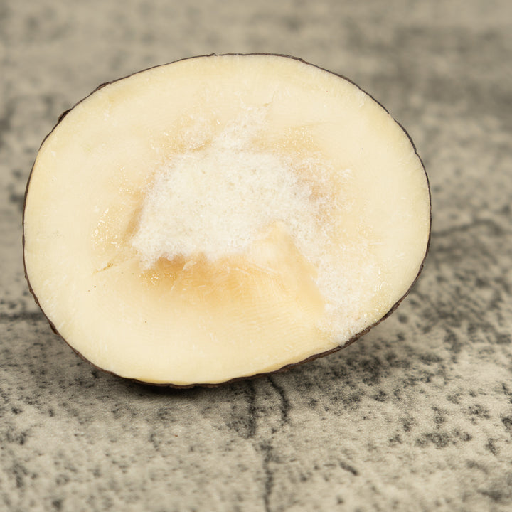 Red And Blue Poison Dart Frog Tagua Carving