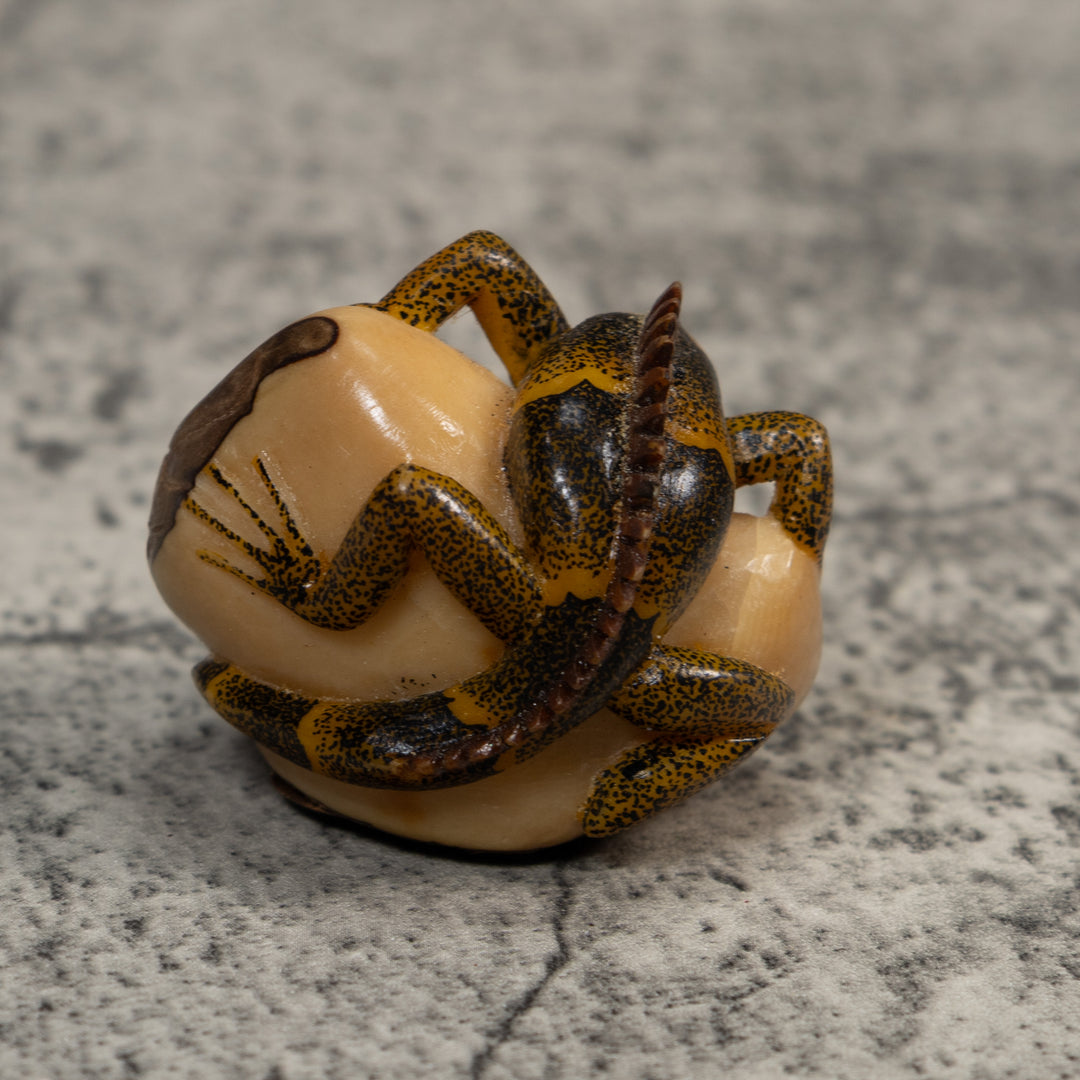 Brown And Black Iguana Lizard Tagua Carving