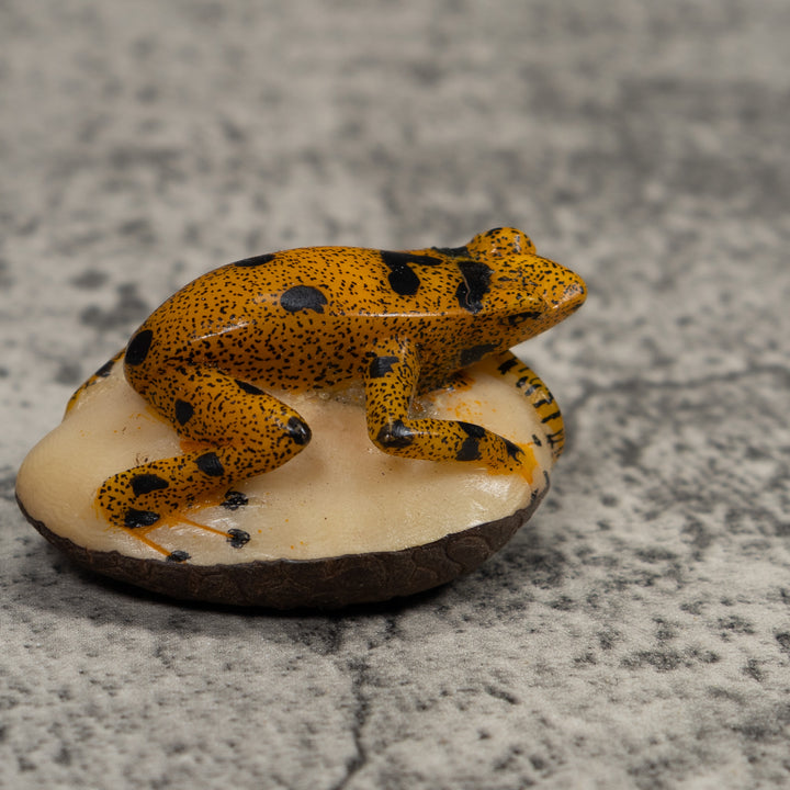 Vintage Gold And Black FrogTagua Carving