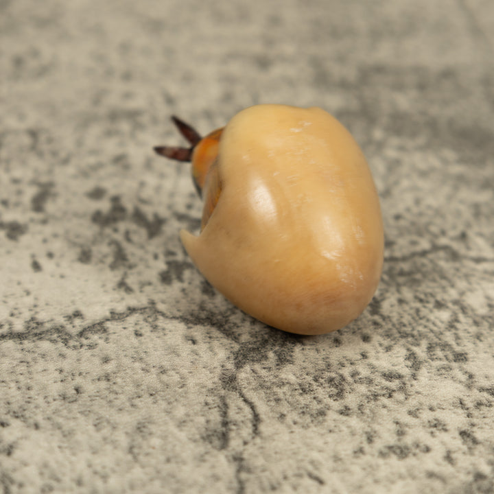 Orange Seed Eater Bird Emerging From Egg Tagua Carving