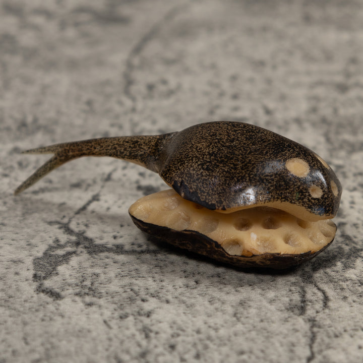 Ocean Stingray Tagua Carving