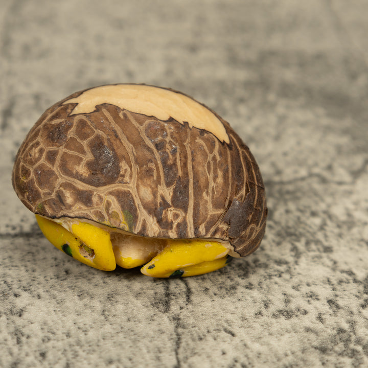 Vintage Golden Frog Tagua Carving