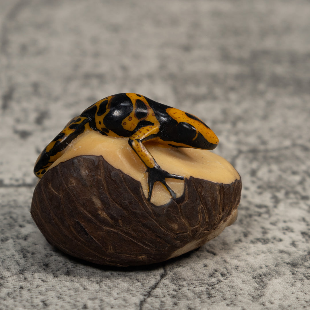 Gold And Black Poison Dart Frog Tagua Carving