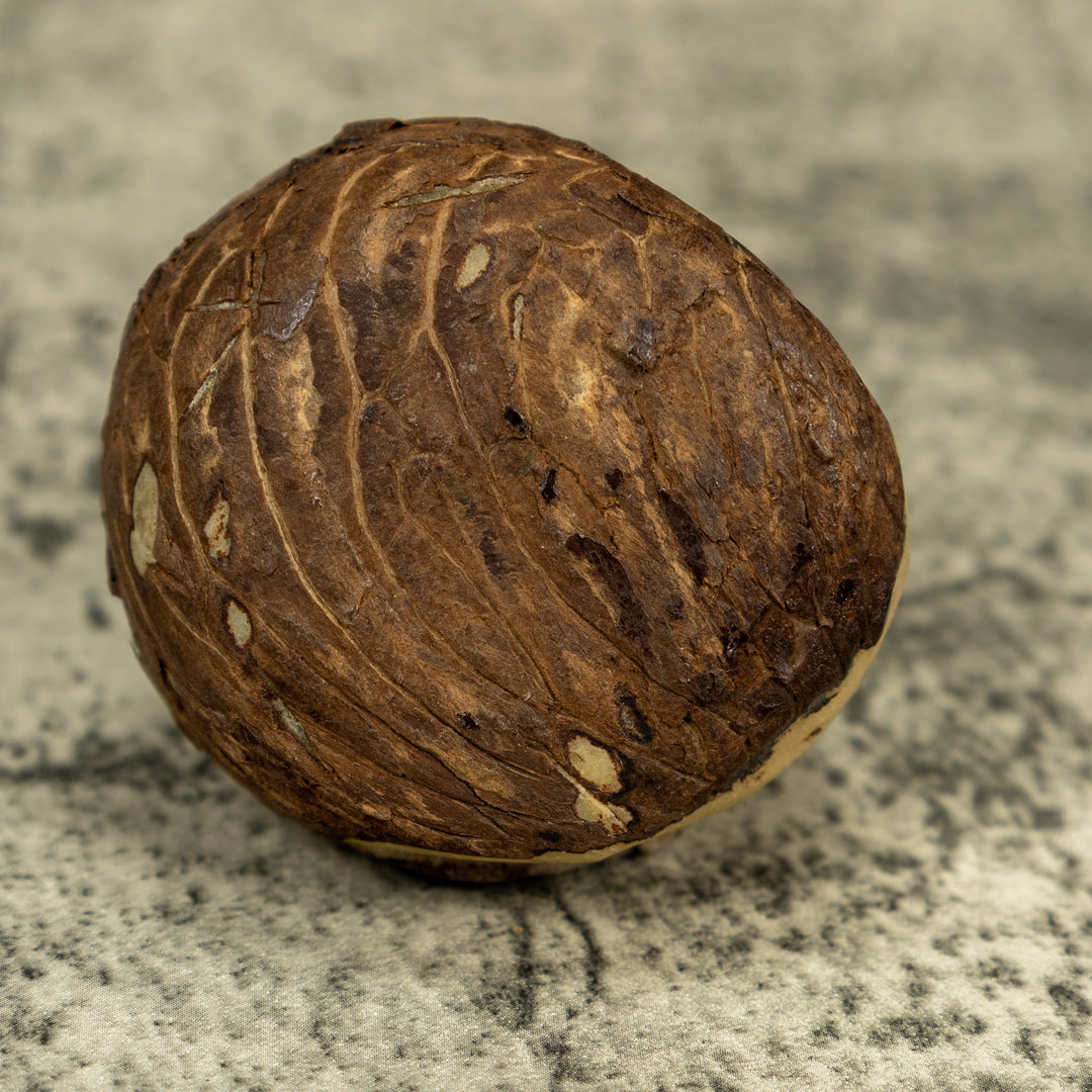 Sea Turtle Emerging From Egg Tagua Carving