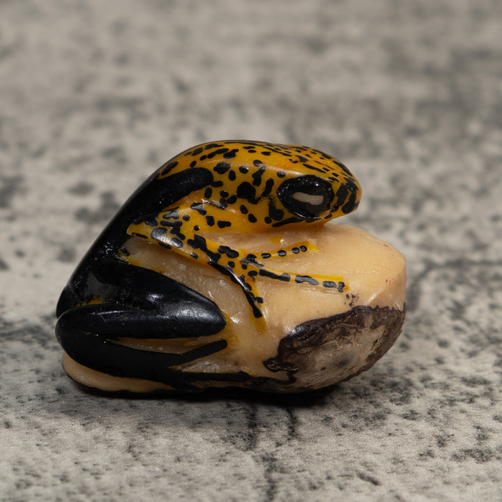 Gold And Black Poison Dart Frog Tagua Carving