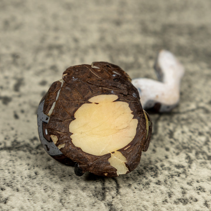 Boa Constrictor Snake Tagua Carving