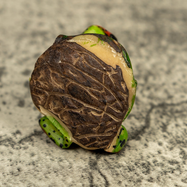 Red And Black Poison Dart Frog Tagua Carving