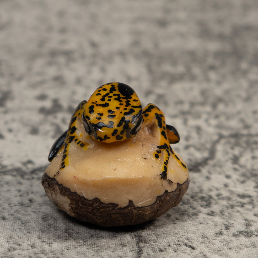 Gold And Black Poison Dart Frog Tagua Carving