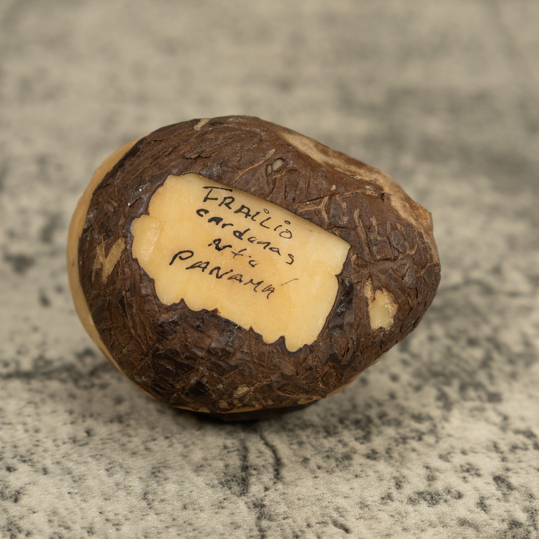 Black Red And White Poison Dart Frog Tagua Carving