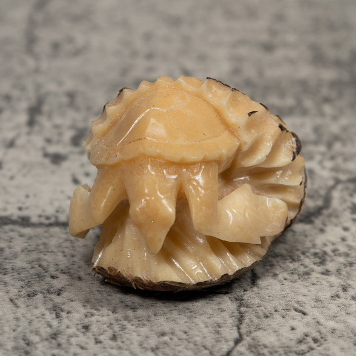 White Natural Turtle Tagua Carving