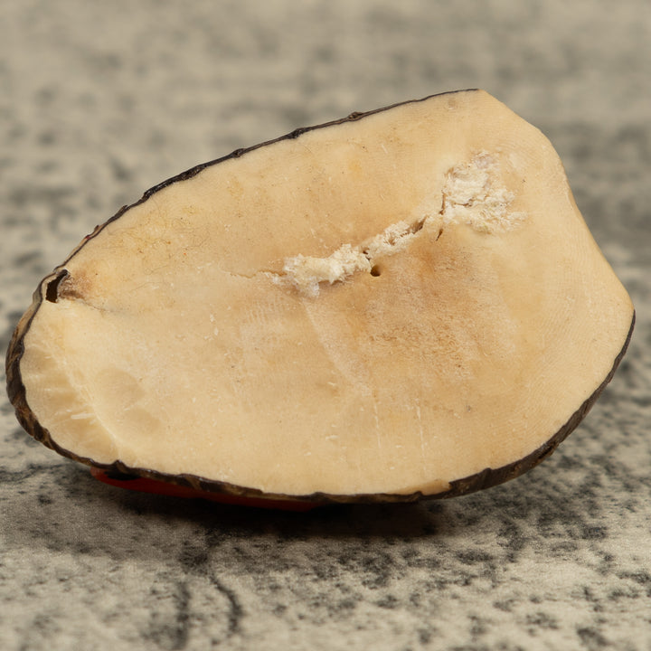 Vintage Poison Dart Frog Tagua Carving