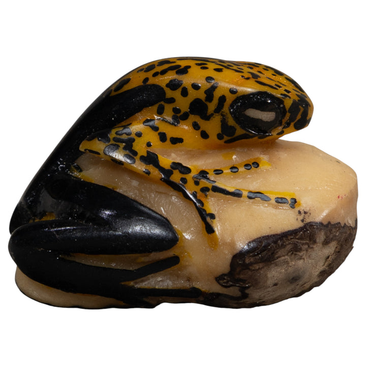Gold And Black Poison Dart Frog Tagua Carving