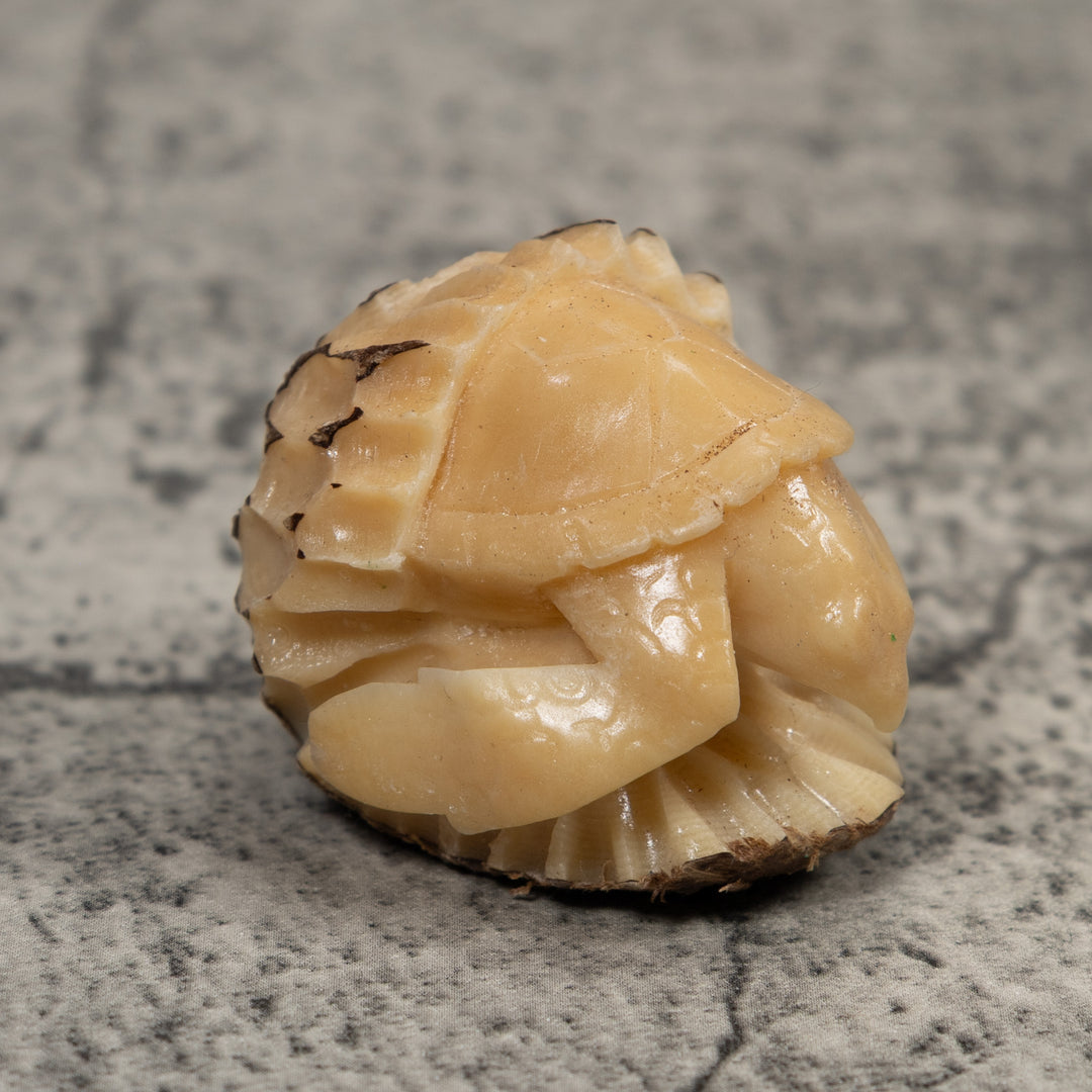 White Natural Turtle Tagua Carving