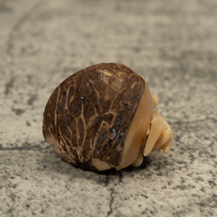Vintage Natural White Hummingbird Tagua Carving