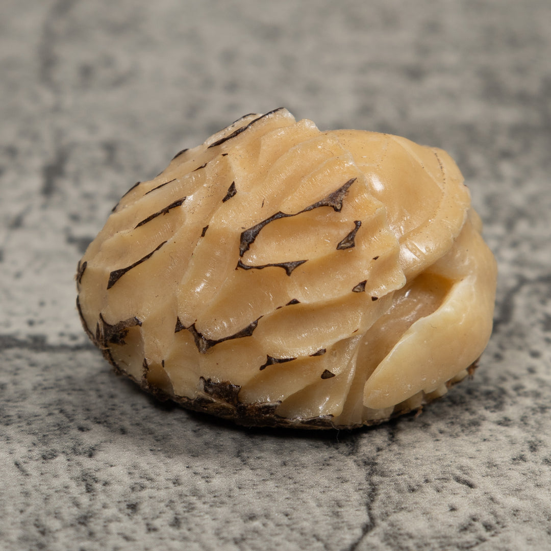 White Natural Turtle Tagua Carving