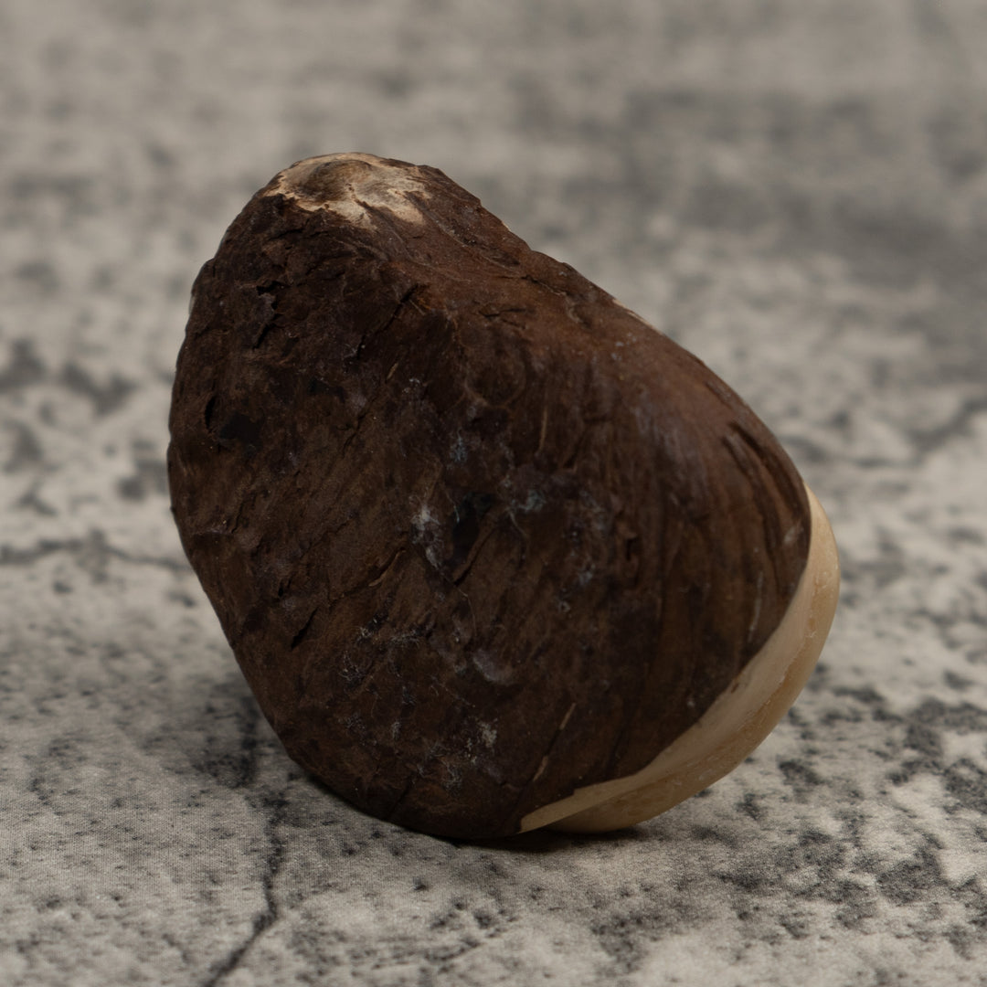 Vintage Poison Dart Frog Tagua Carving