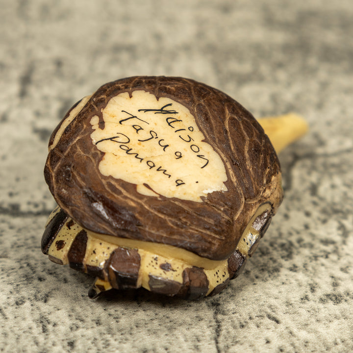 Alligator Crocodile Caiman Tagua Carving
