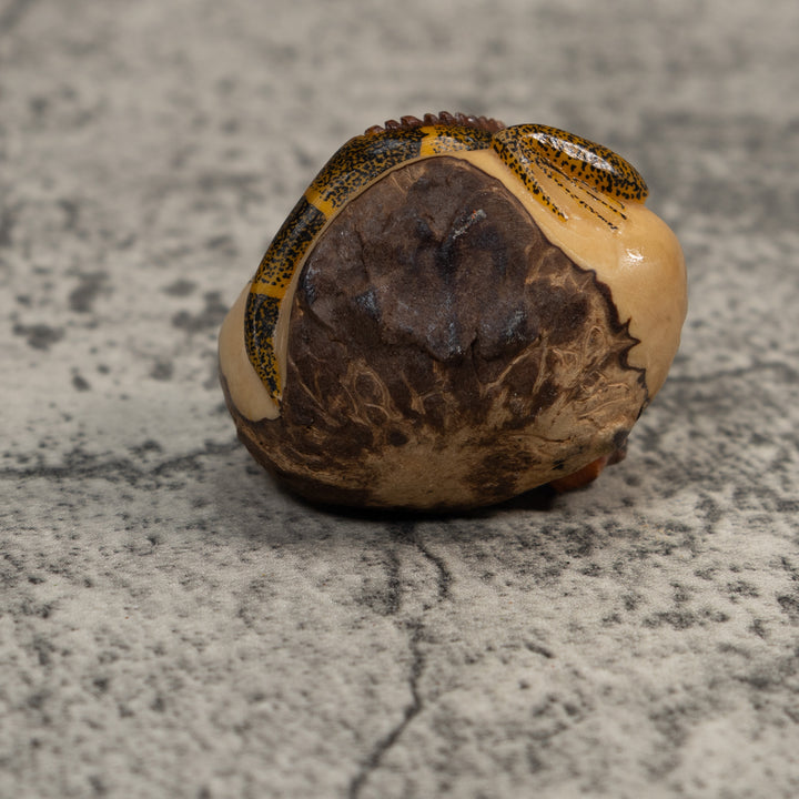 Brown And Black Iguana Lizard Tagua Carving