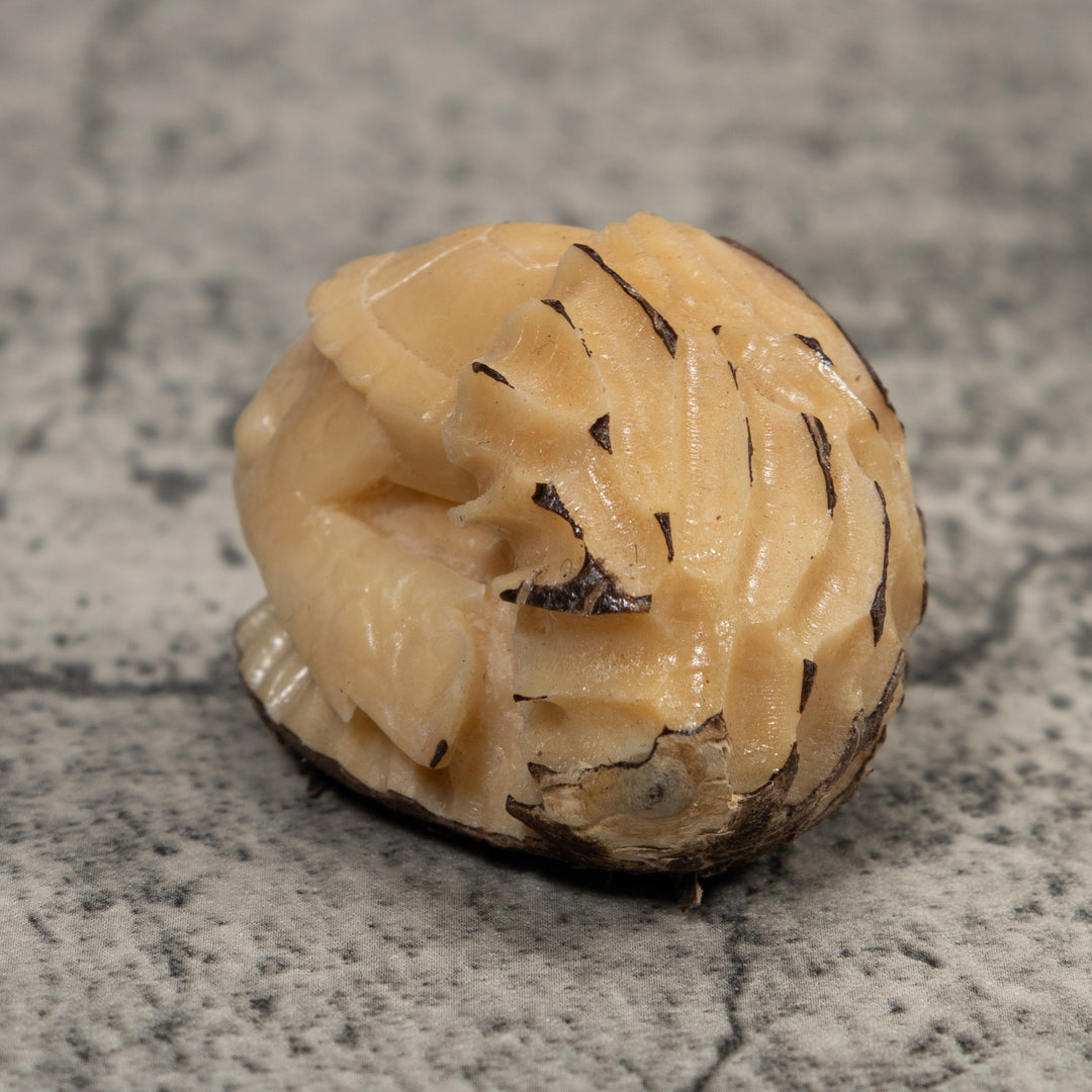 White Natural Turtle Tagua Carving