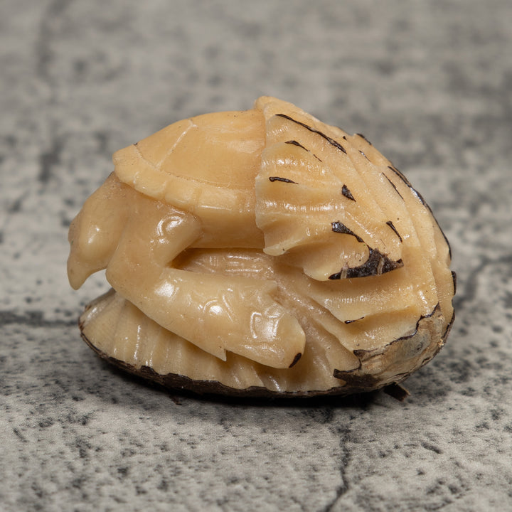 White Natural Turtle Tagua Carving
