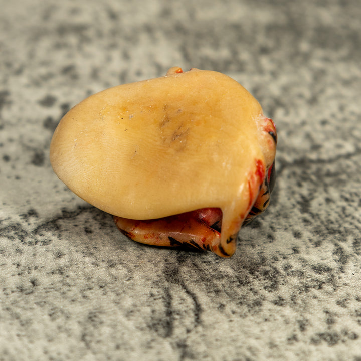 Vintage Gold And Black Frog Tagua Carving