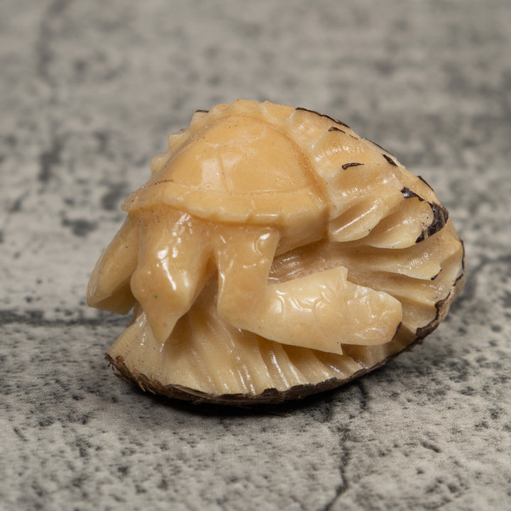 White Natural Turtle Tagua Carving