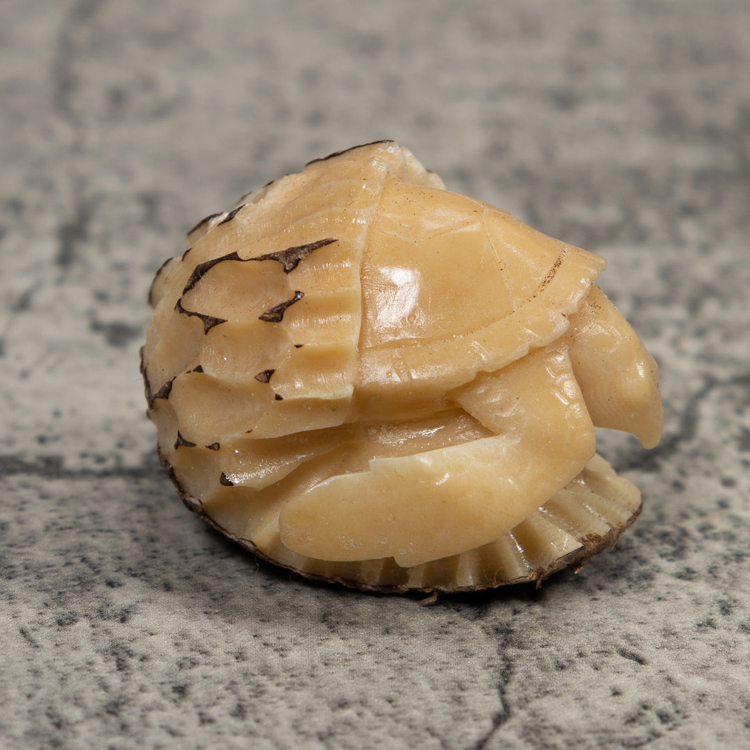 White Natural Turtle Tagua Carving