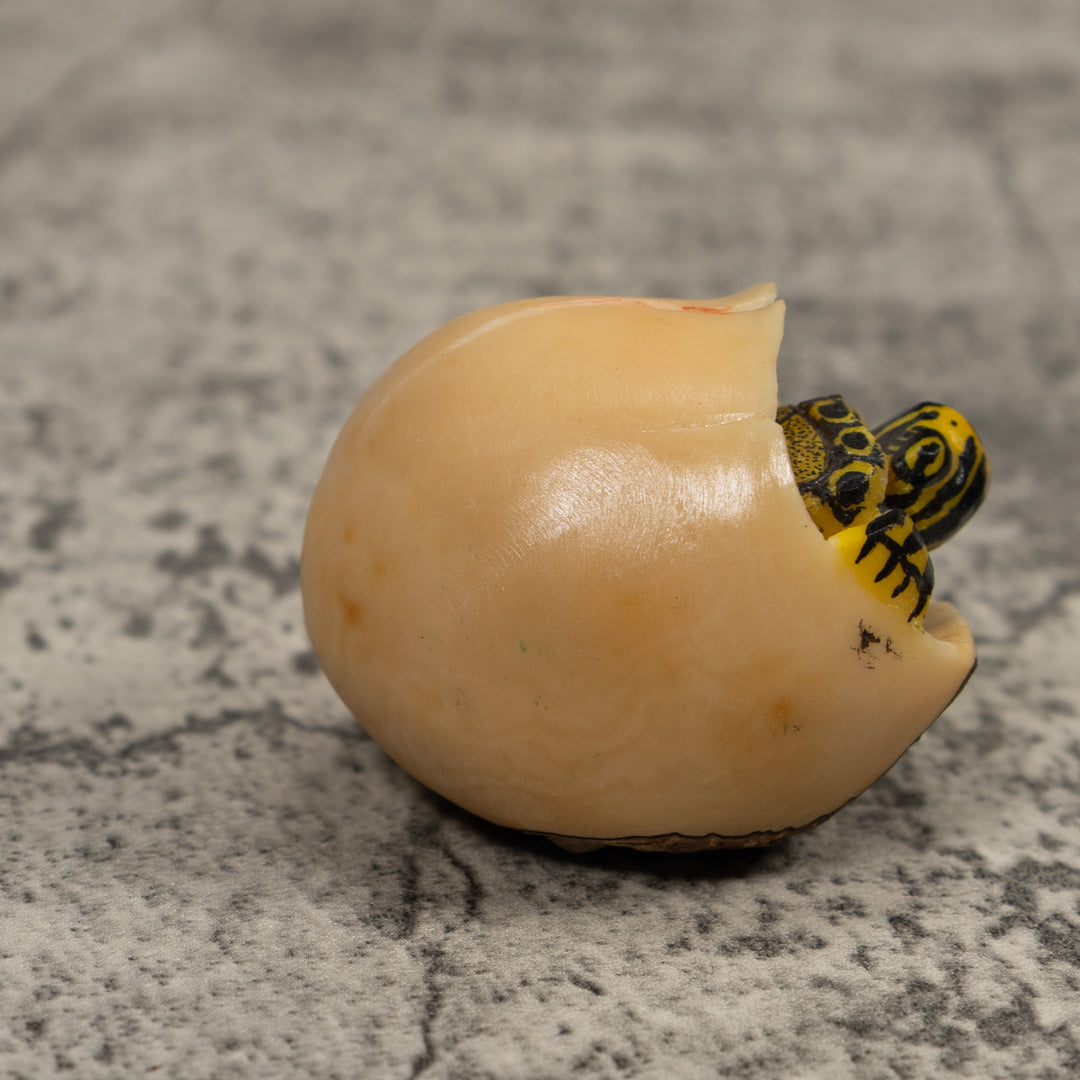 Tortise And Egg Tagua Carving