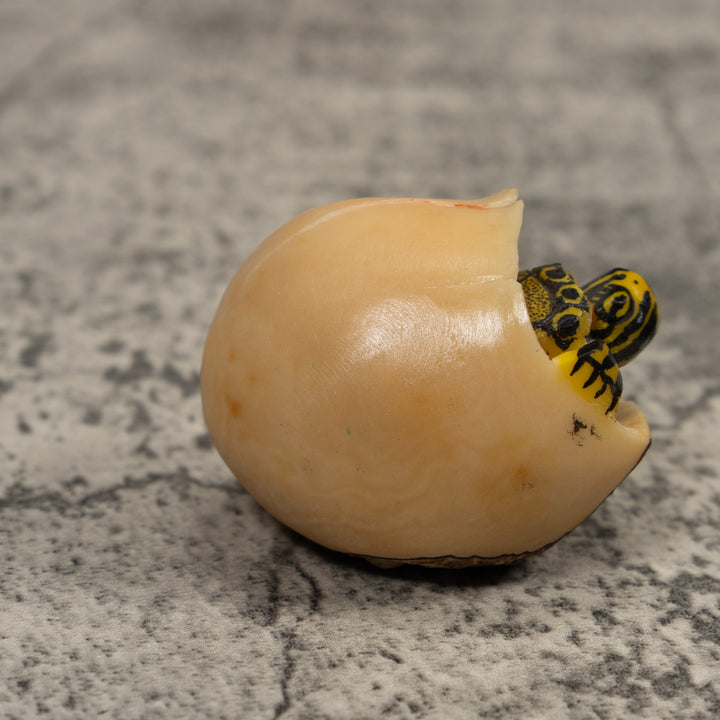 Tortise And Egg Tagua Carving