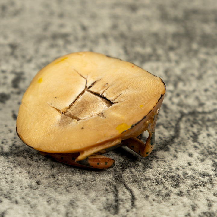 Vintage Black And Brown Poison Dart Frog Tagua Carving