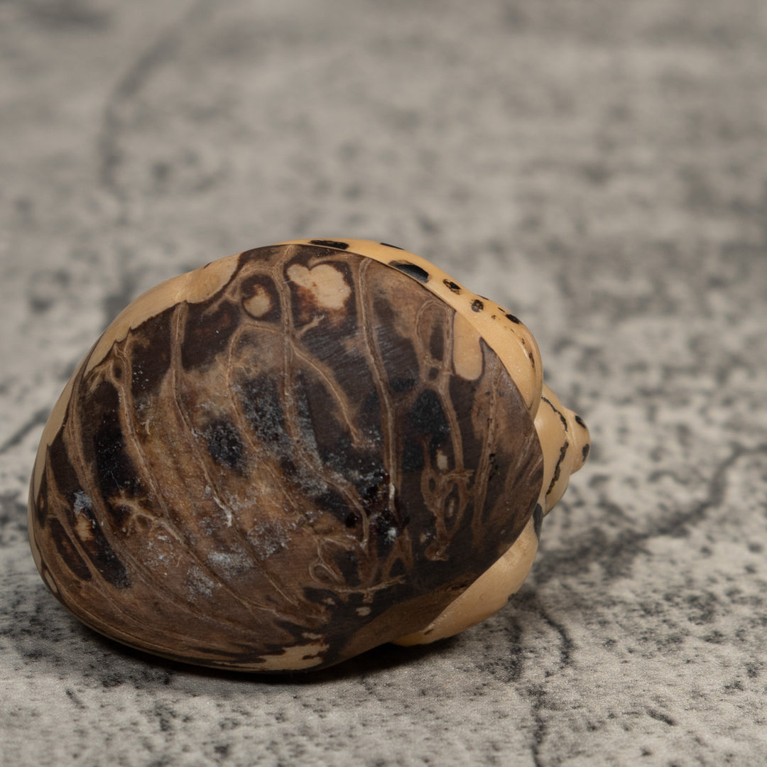 Vintage White Jaguar Cat Tagua Carving