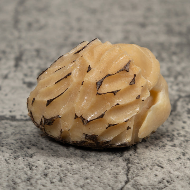 White Natural Turtle Tagua Carving